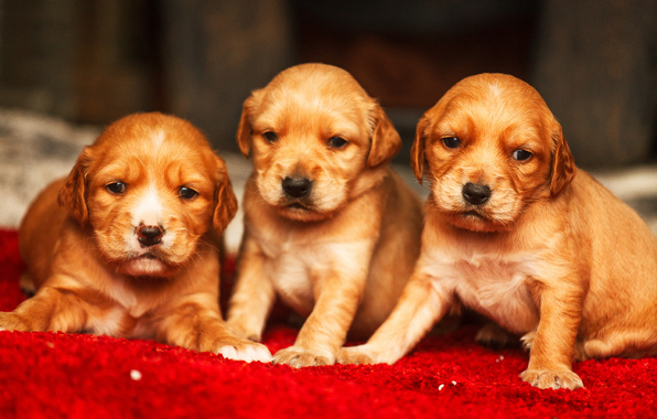 Wallpaper Puppies Golden Retriever Cute Dog