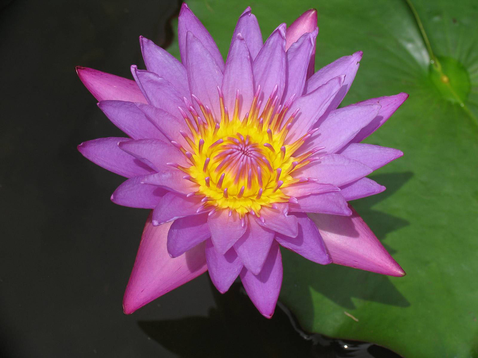 Water Lily Flowers Wallpaper Image Photos And Pictures For