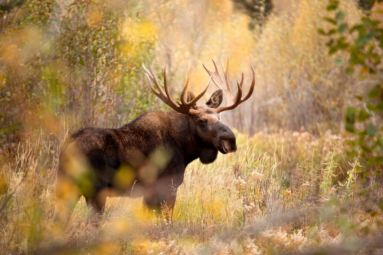Moose Is Standing In Trees Forest Background 4K HD Moose Wallpapers  HD  Wallpapers  ID 104886