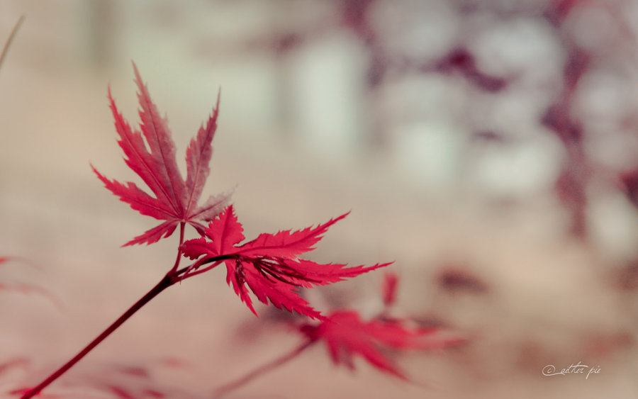 Japanese Maple Wallpaper By Aetherpie