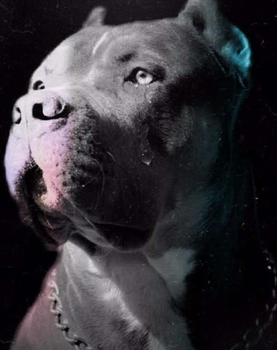 Black Pitbull X Wallpaper
