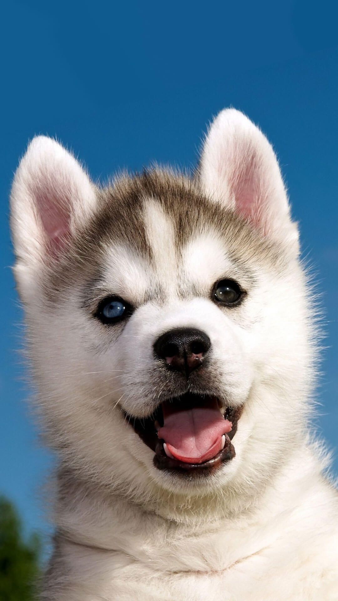 Cute Siberian Husky Puppy iPhone Wallpaper HD Animal