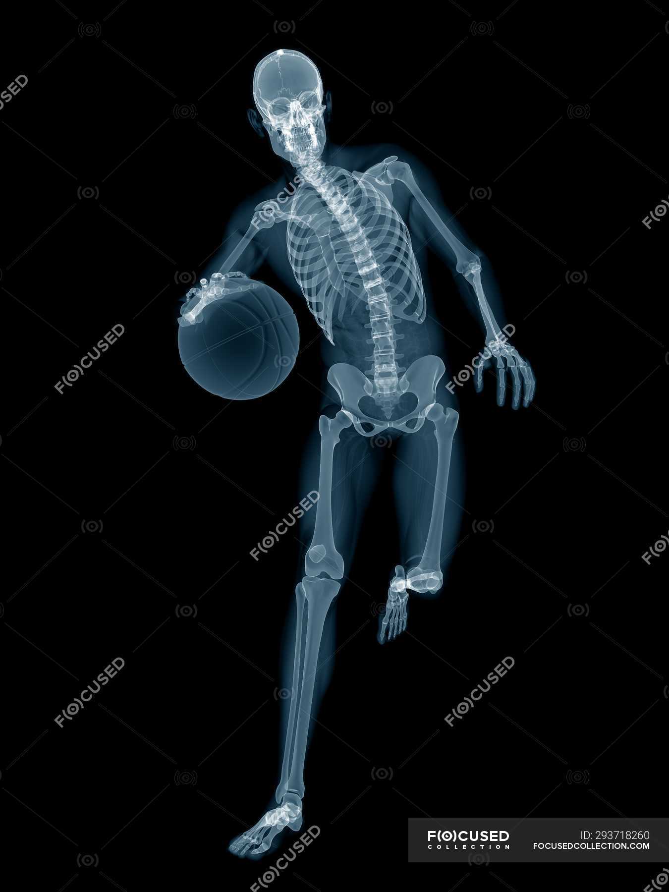 Basketball Player Skeletal Structure Digital Illustration On