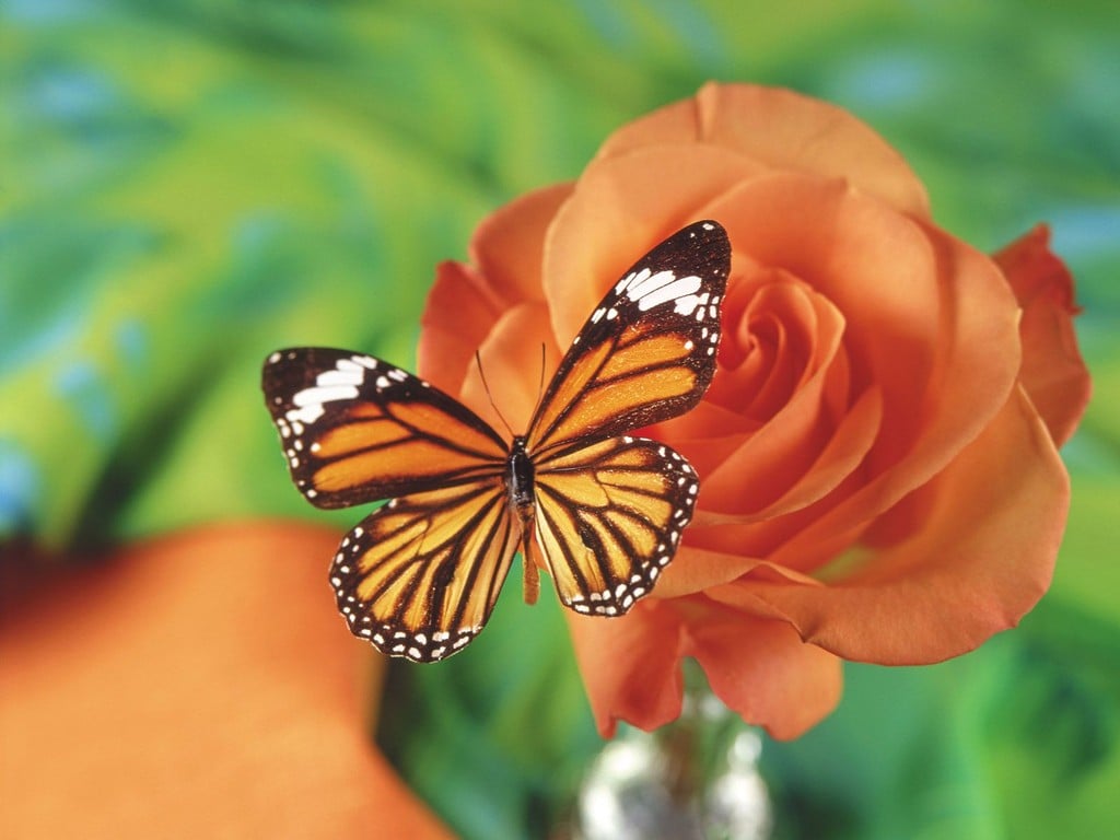 Butterfly and Flowers Wallpaper Dekstop HD Wallpapers