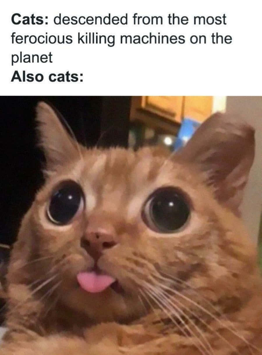 Cat Meme Picture Wallpaper