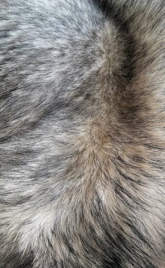 Fur Wallpaper HD