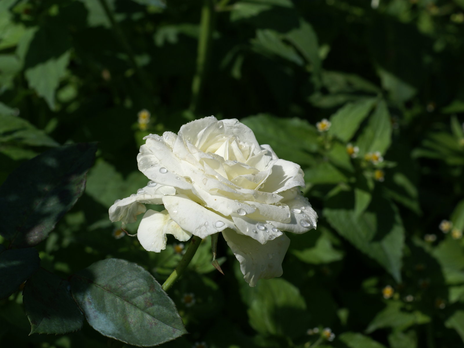 White Rose Photo