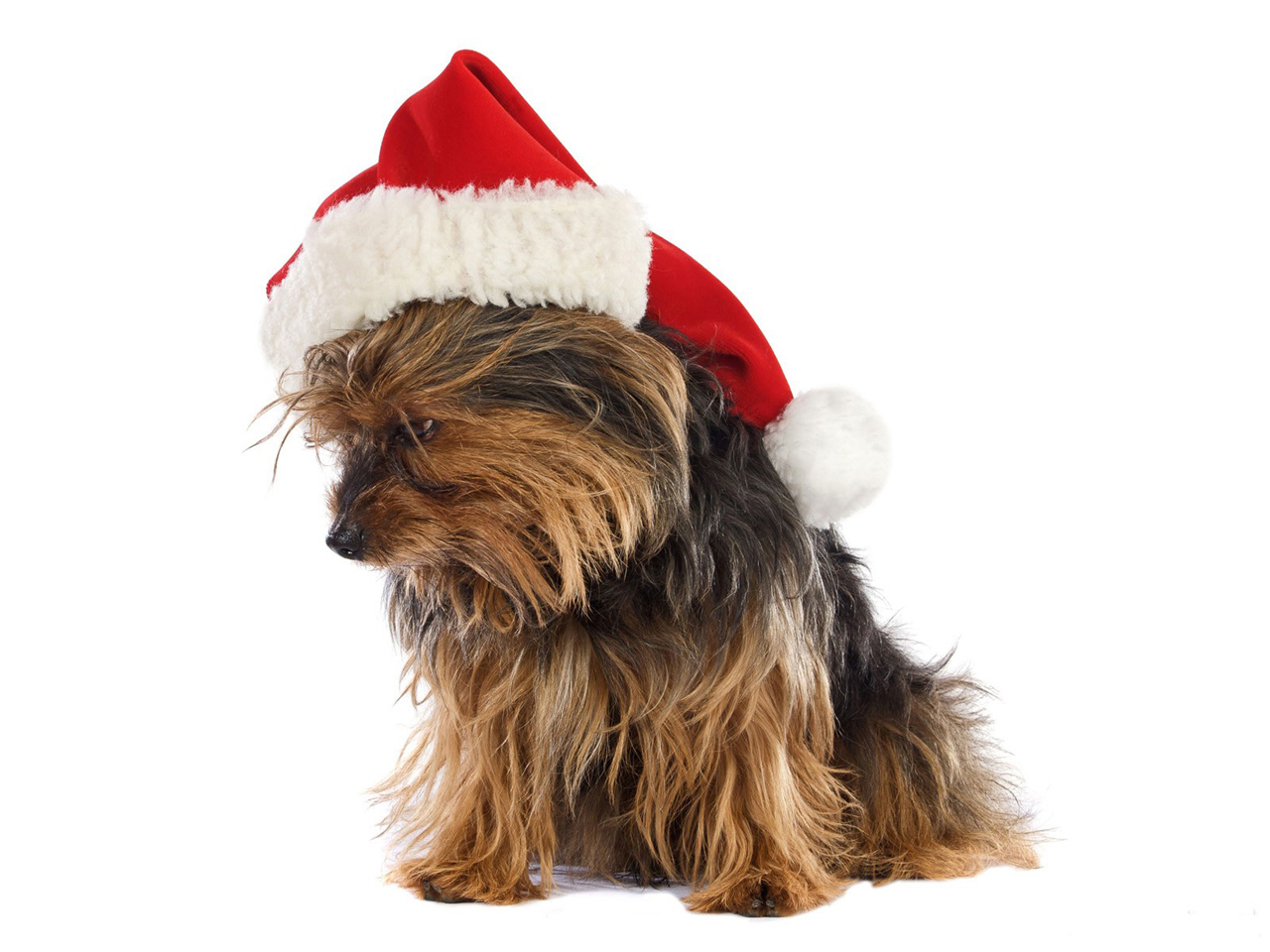 Yorkshire Terrier Puppy Christmas Puter Desktop Wallpaper