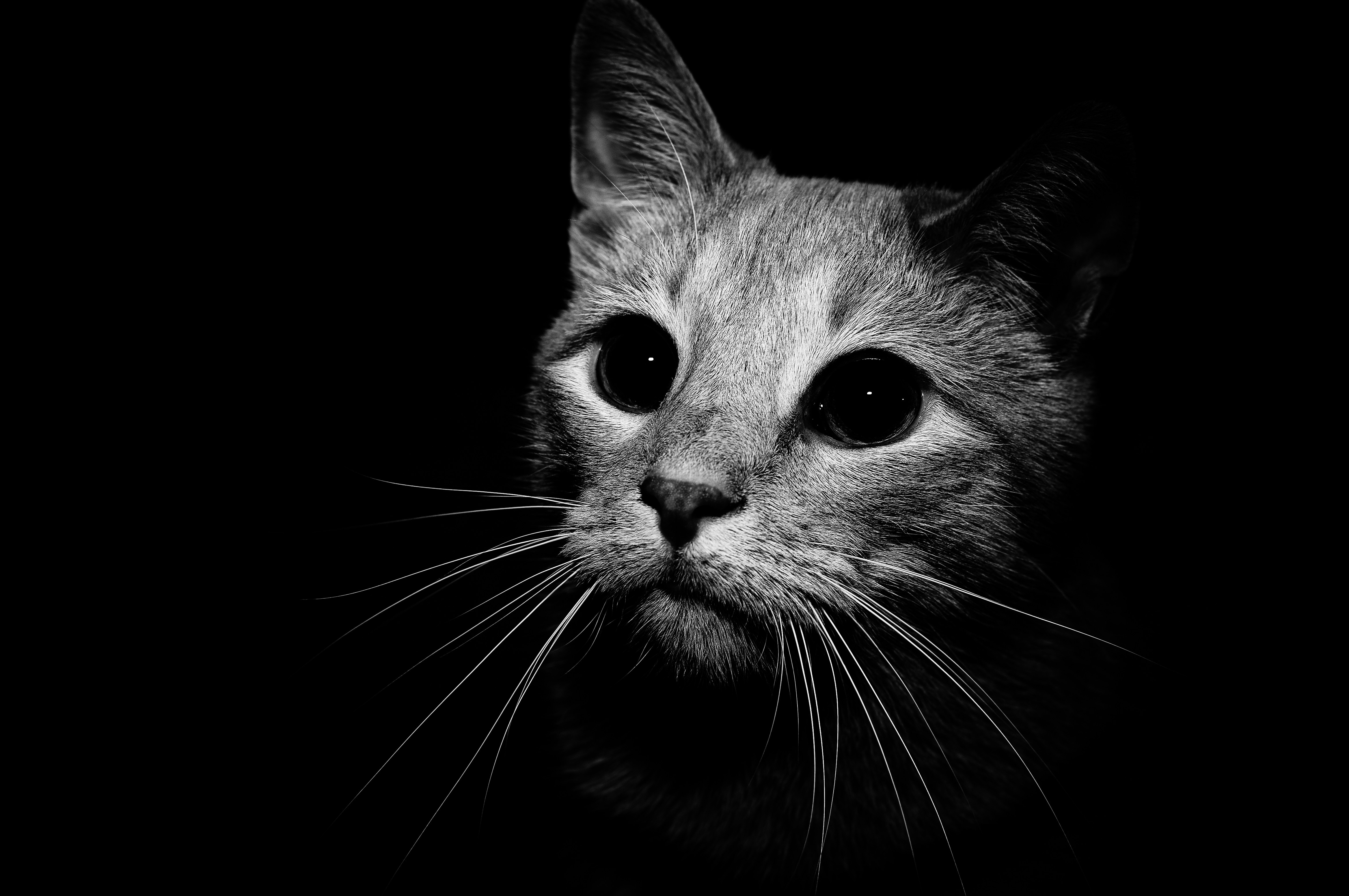 Black And White Cats Wallpaper