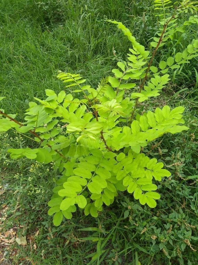 Black Locust X Wallpaper