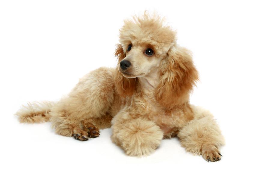 Apricot Poodle Pup It Seems Like Everyone Loves Poodles So
