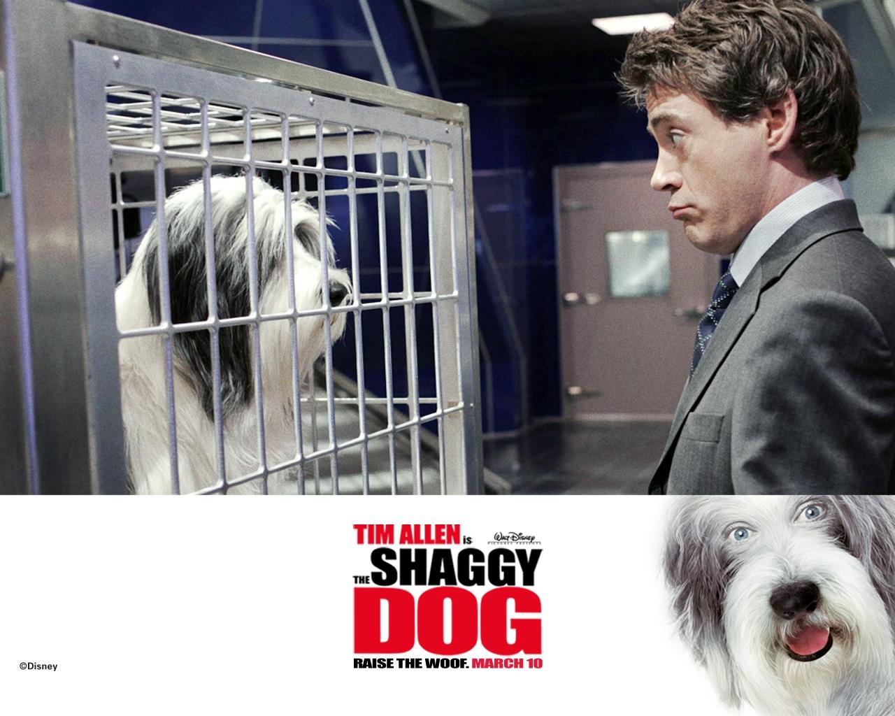 Picture The Shaggy Dog Film