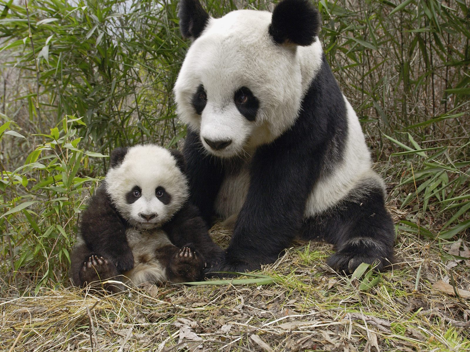 Baby Panda 3d Wallpaper