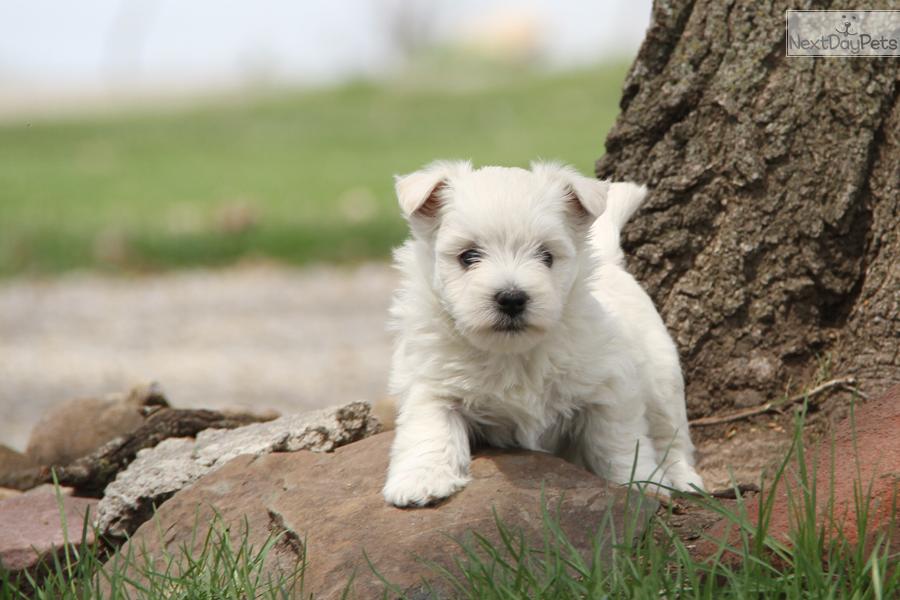 Cute Westie West Highland Terrier Dog Desktop Wallpaper