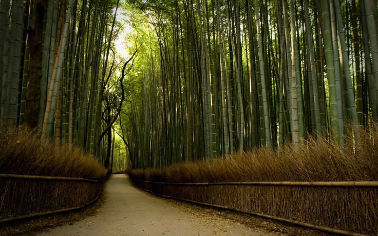 Bamboo Forest Wallpaper Nature