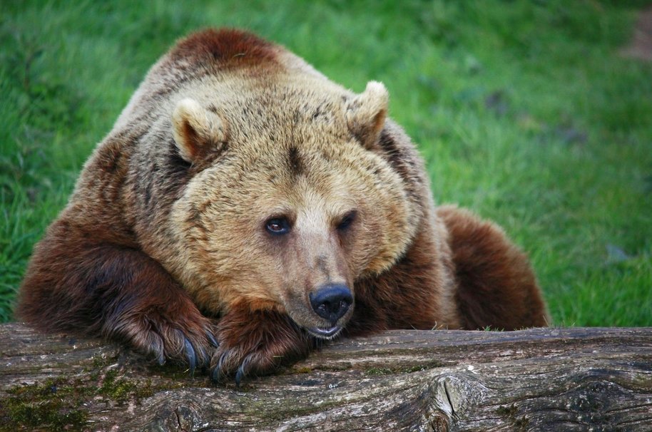 Grizzly Bear Wallpaper High Definition