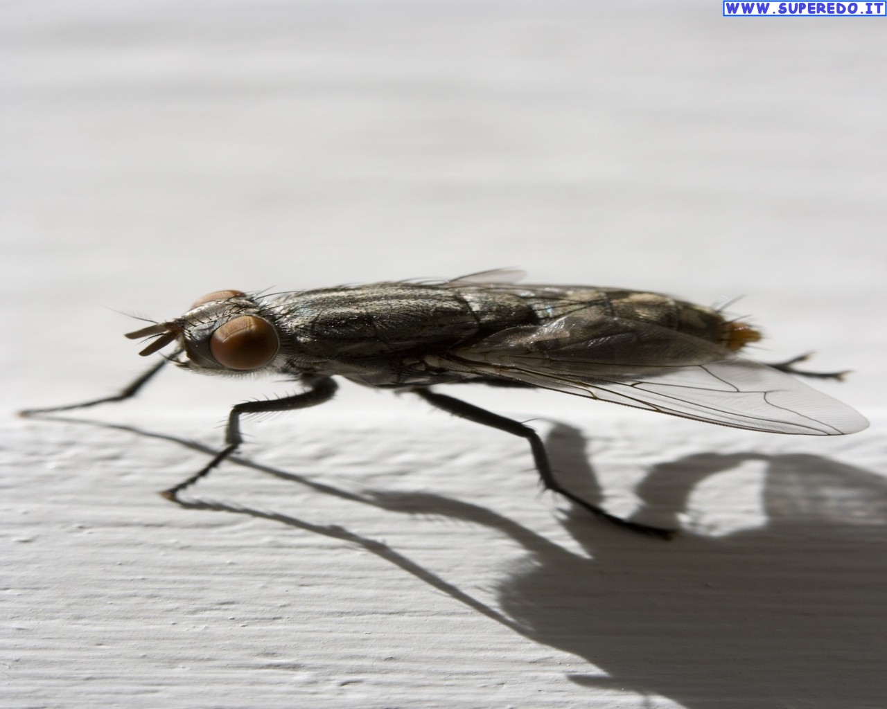 Flies Wallpaper HD