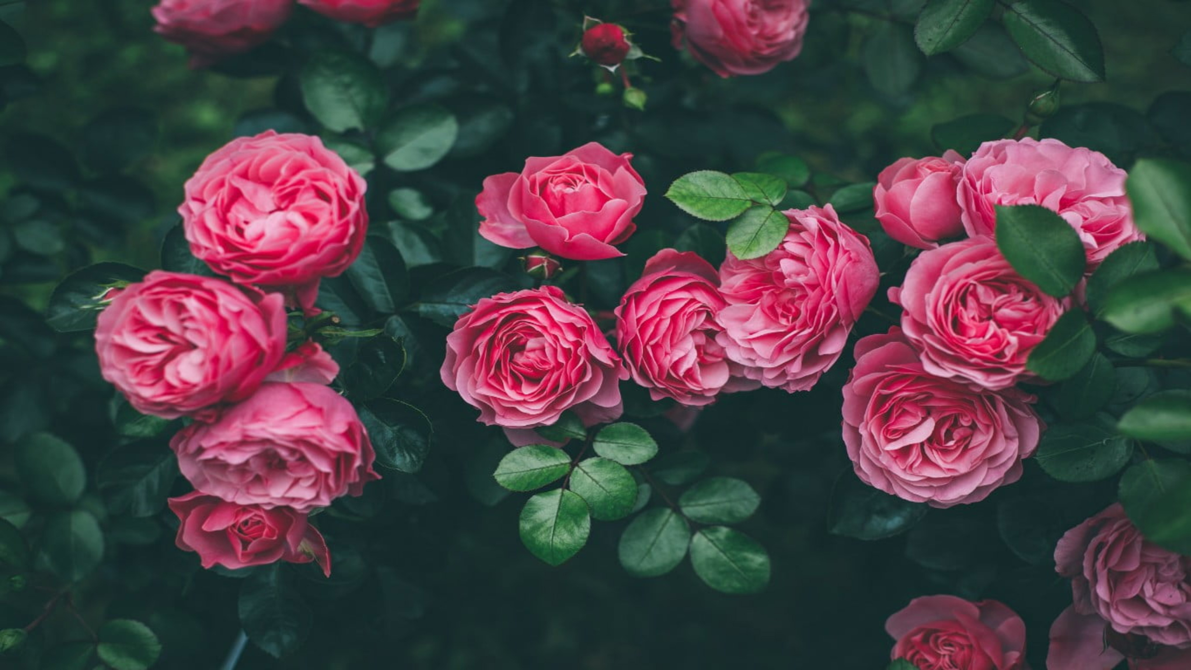 Beautiful Rose Wallpaper For Desktop