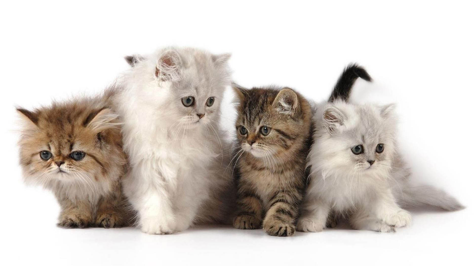 Four adorable kittens posing together, two white, one gold and one brown tabby