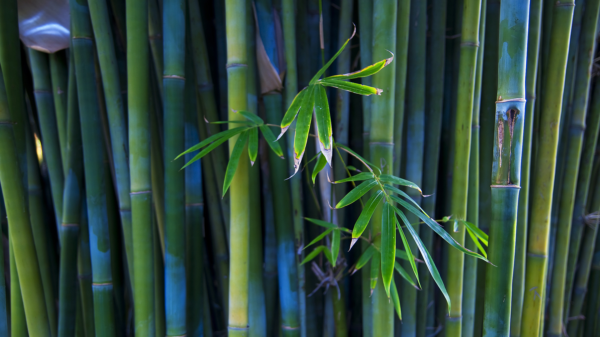 Fabric Wallpaper Bamboo