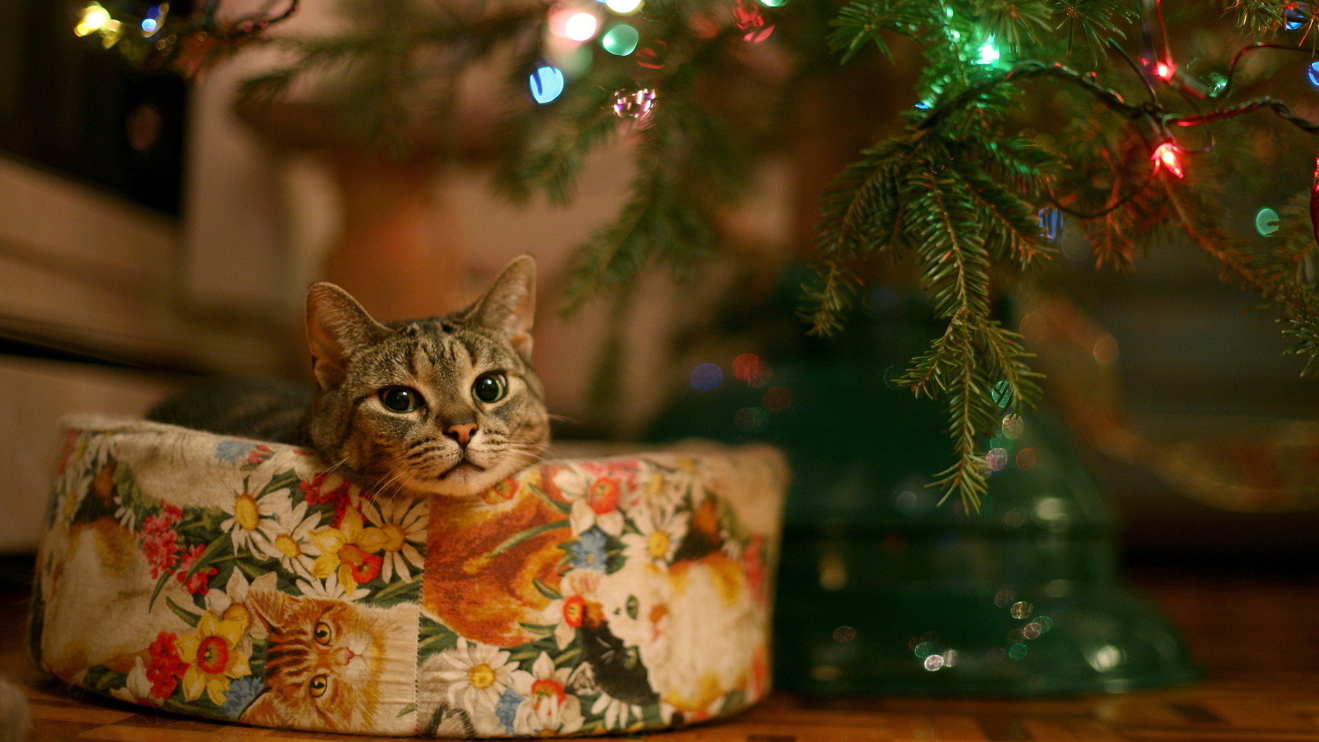 Cute Christmas Cat Full HD 1080p Wallpaper