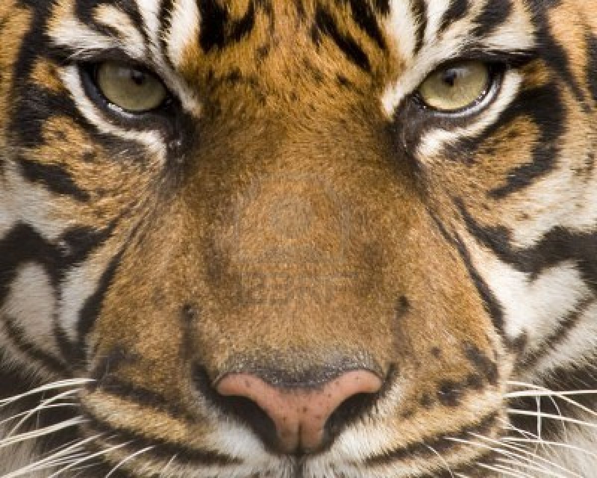 Amur Tiger Face Tigers Wallpaper