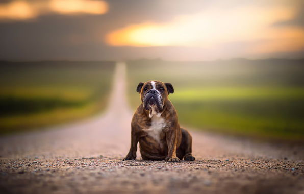 Wallpaper road open space dog wallpapers dog   download