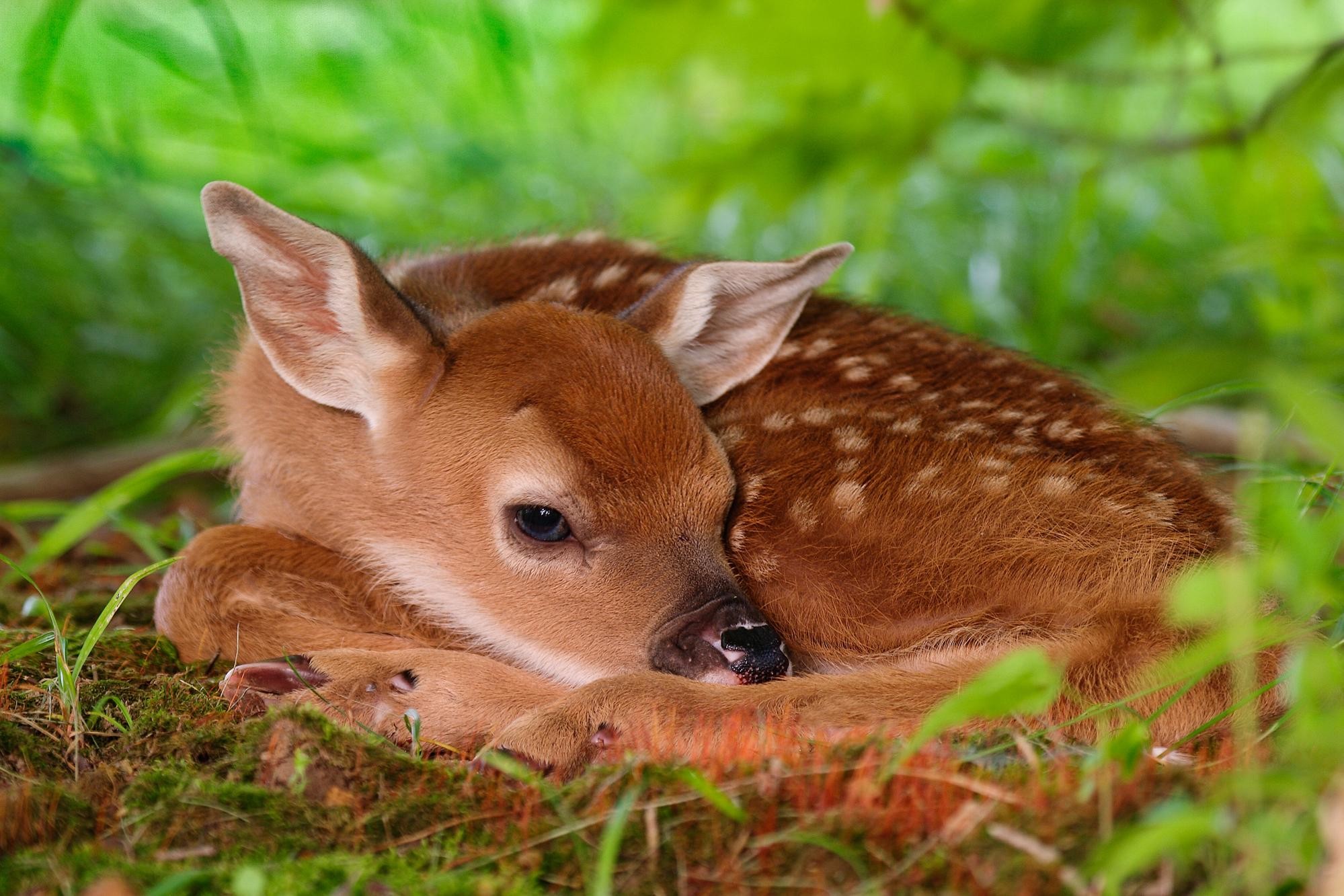 A cute baby deer fawn curled up on the forest floor, its white spots visible against its reddish-brown fur