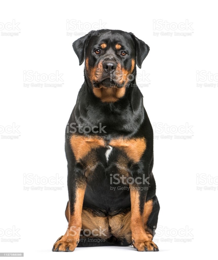 🔥 Free download Rottweiler Year Old Sitting In Front Of White ...