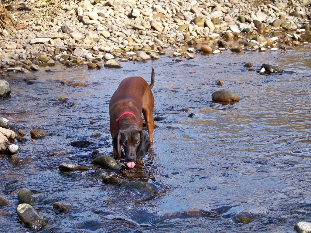 Bavarian Mountain Hound Image D HD Wallpaper And Background