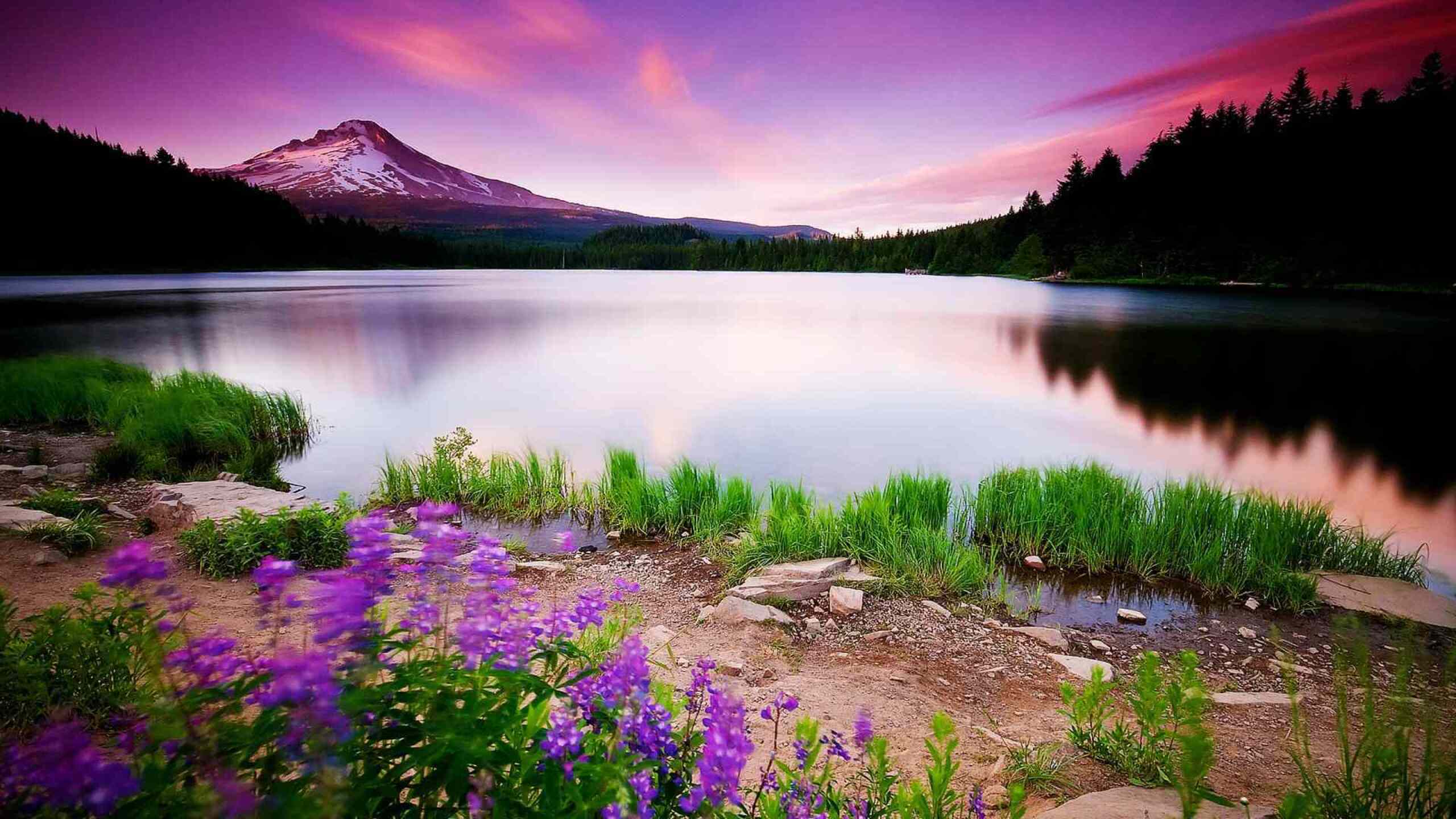 A stunning 4K landscape photo of a serene lake at sunset, with a majestic snow-capped mountain in the background, vibrant purple wildflowers in the foreground, and a lush green forest lining the shore