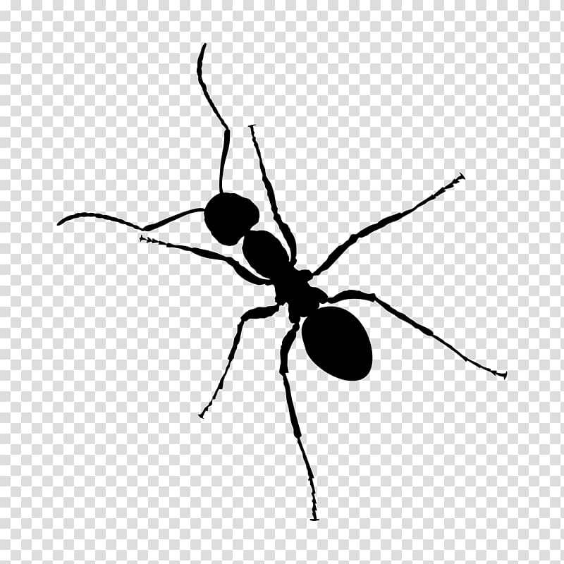 Ant Zap Black And White Insect Transparent Background Png