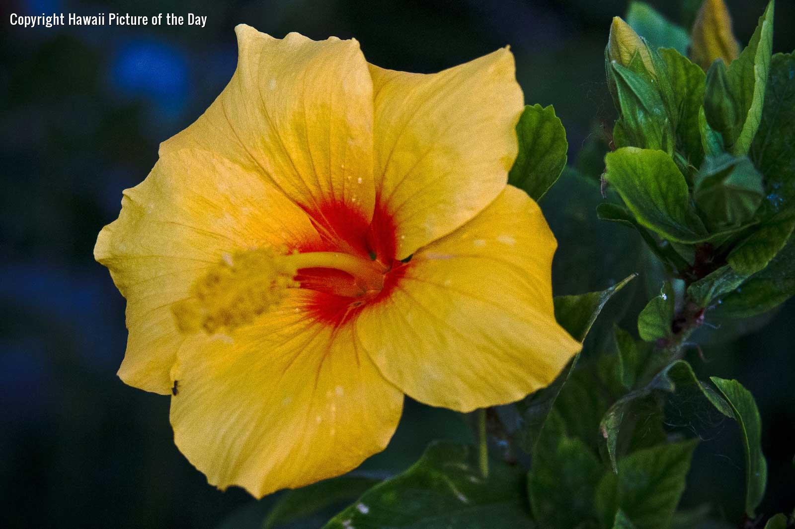 🔥 [50+] The Yellow Wallpapers Activities WallpaperSafari