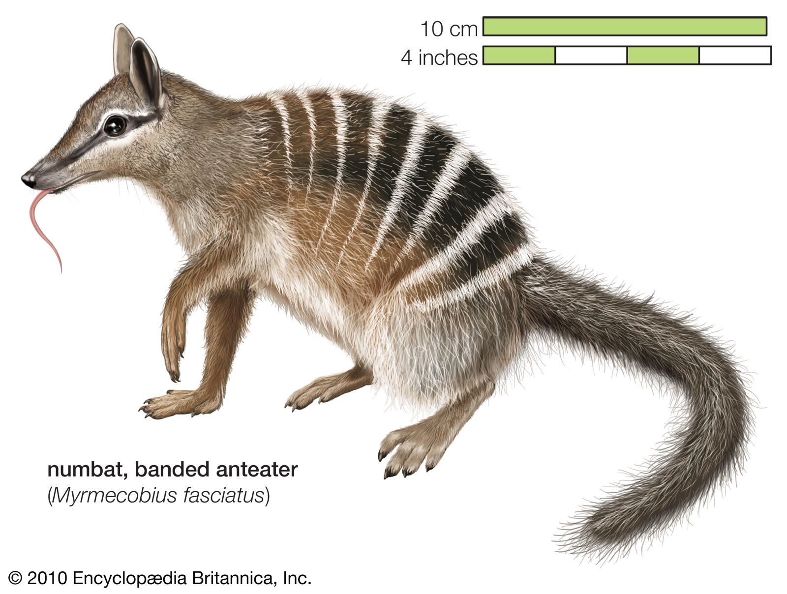 A numbat, also known as a banded anteater, with its distinctive white stripes across its back and bushy tail