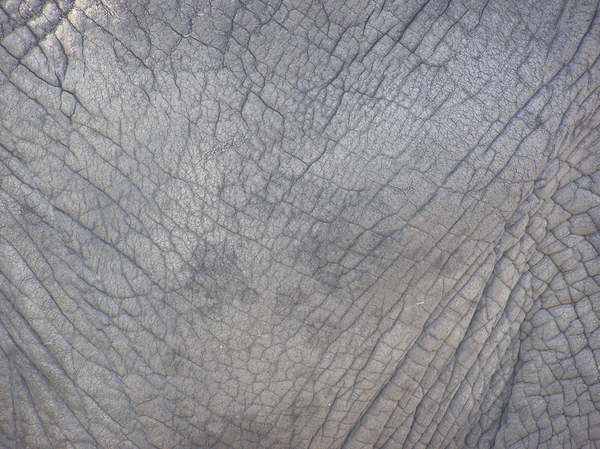 Elephant Skin A Of An