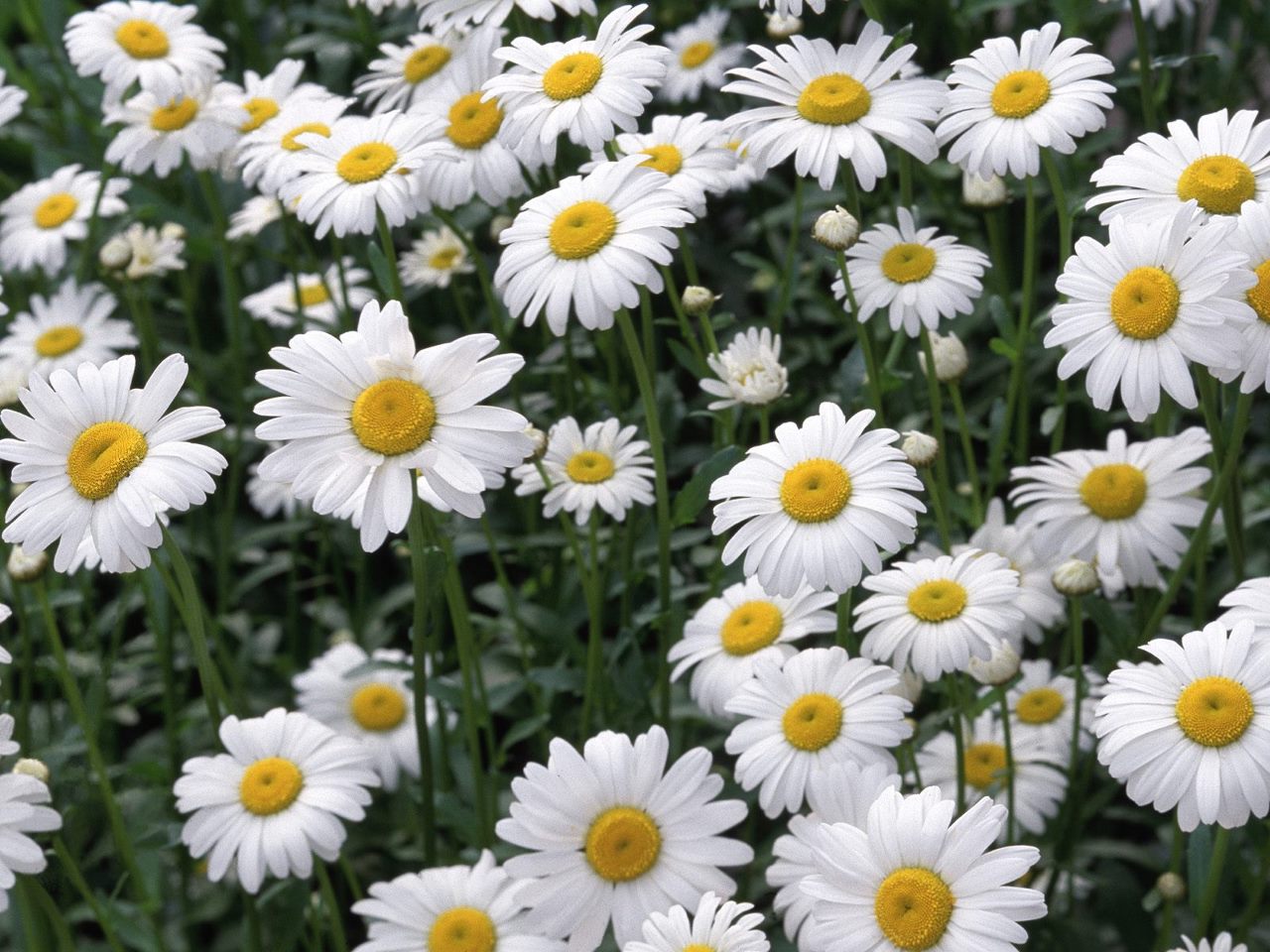 Beautiful White Daisy Flowers Wallpaper