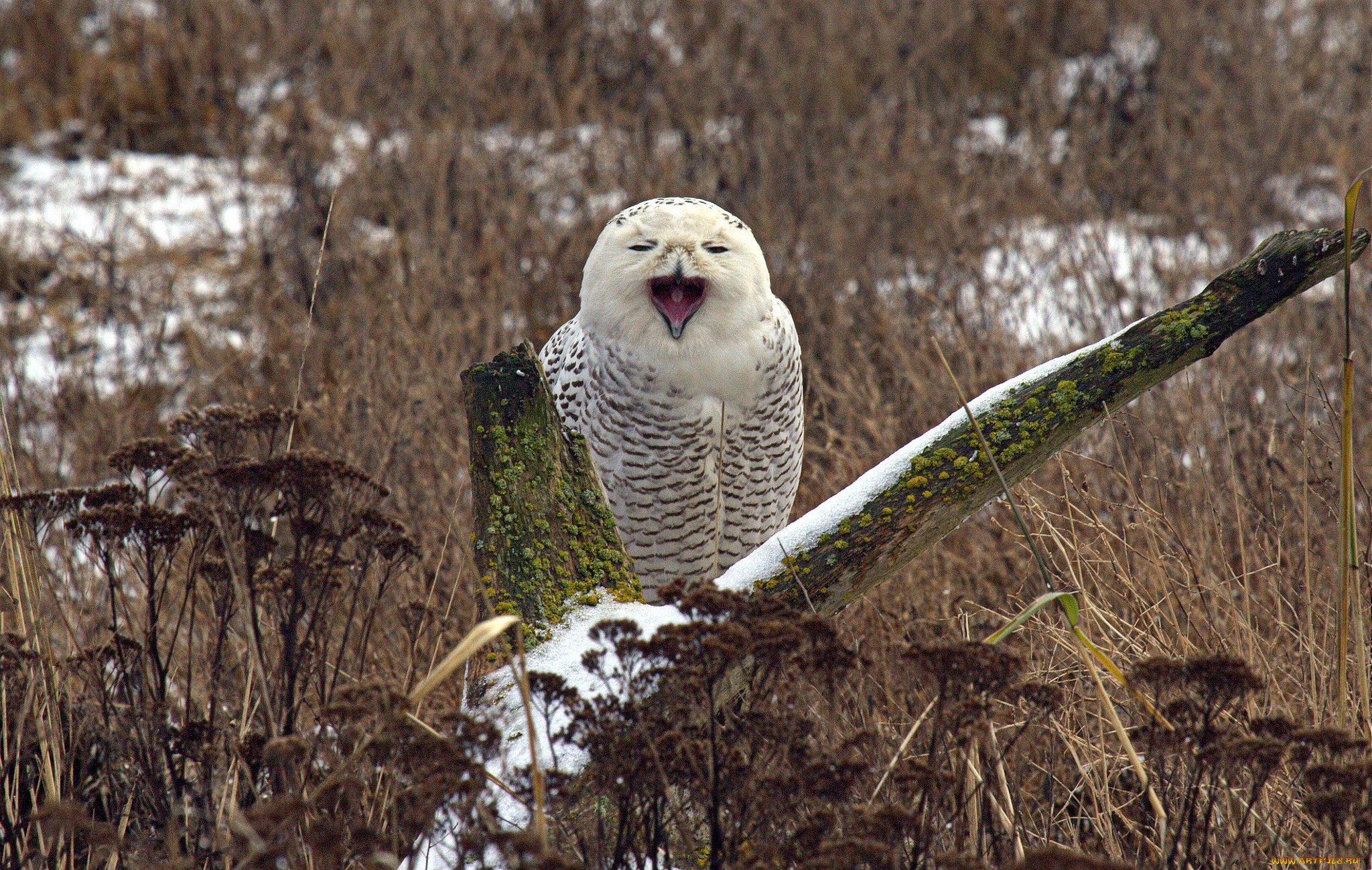 Snowy Owl Beautiful HD Beautiful Pictures All HD Wallpapers