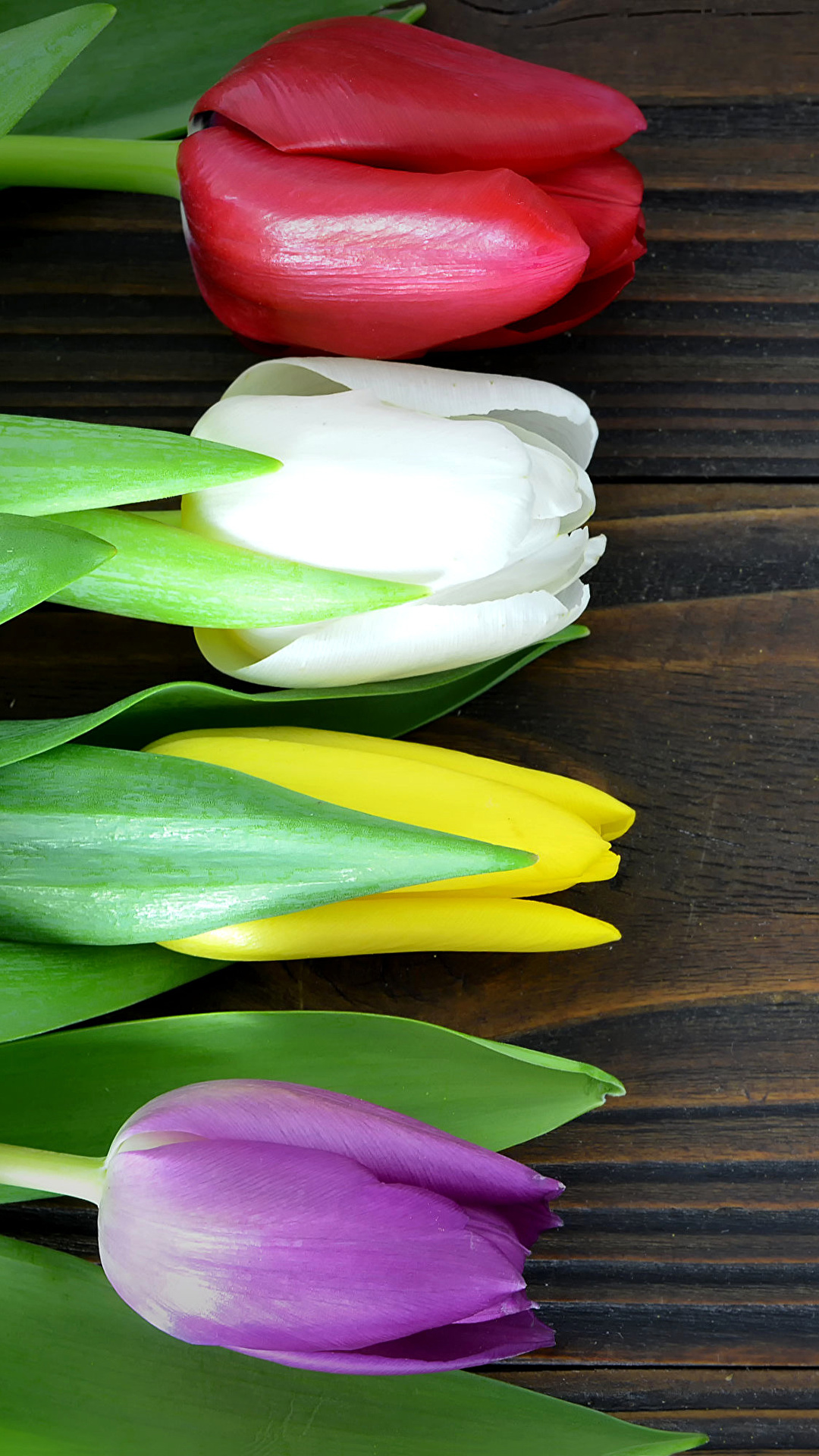 Desktop Wallpaper Multicolor Tulip Flowers Closeup Boards