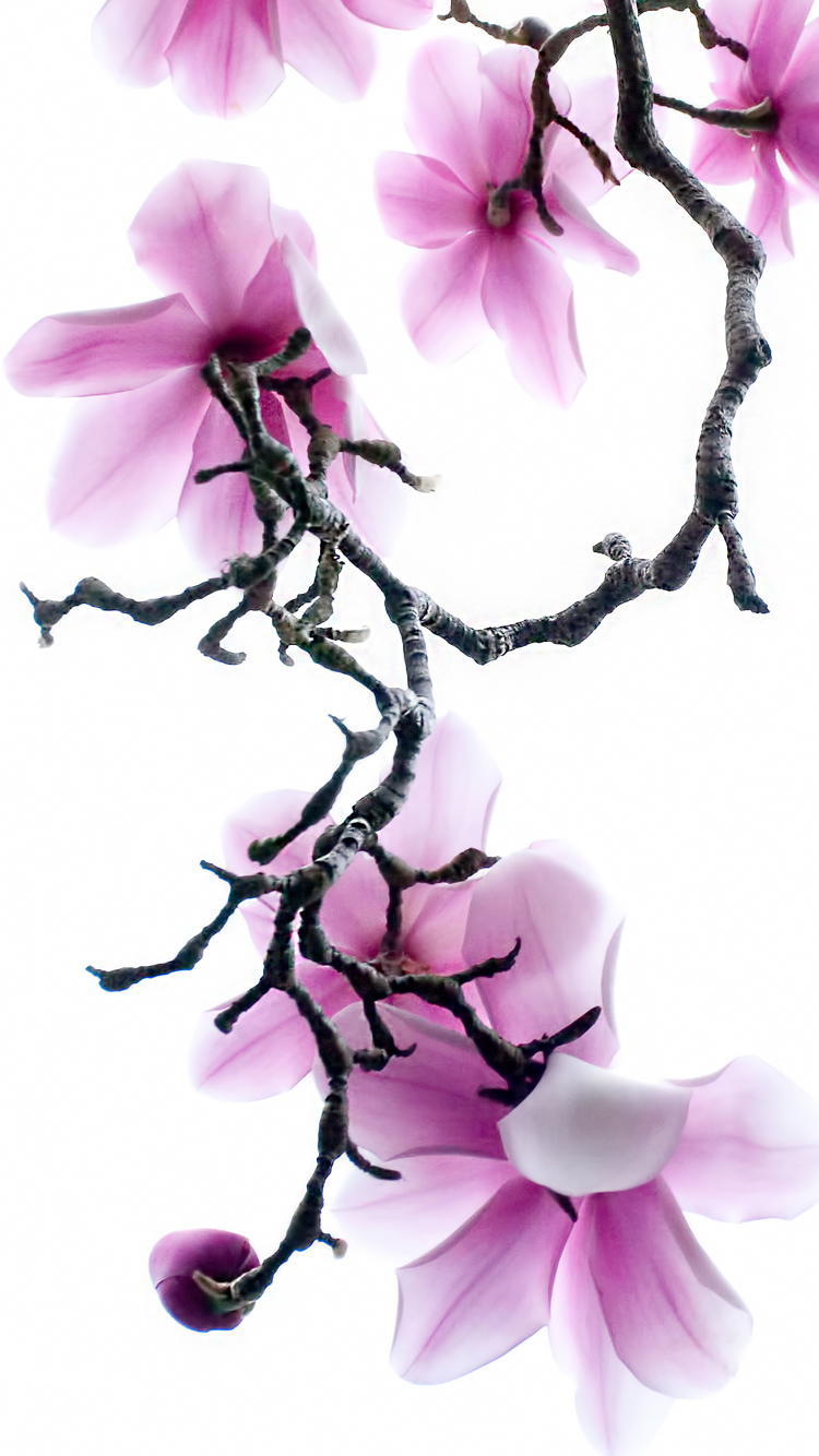 Apple iPhone Wallpaper With Purple Magnolia Flowers HD