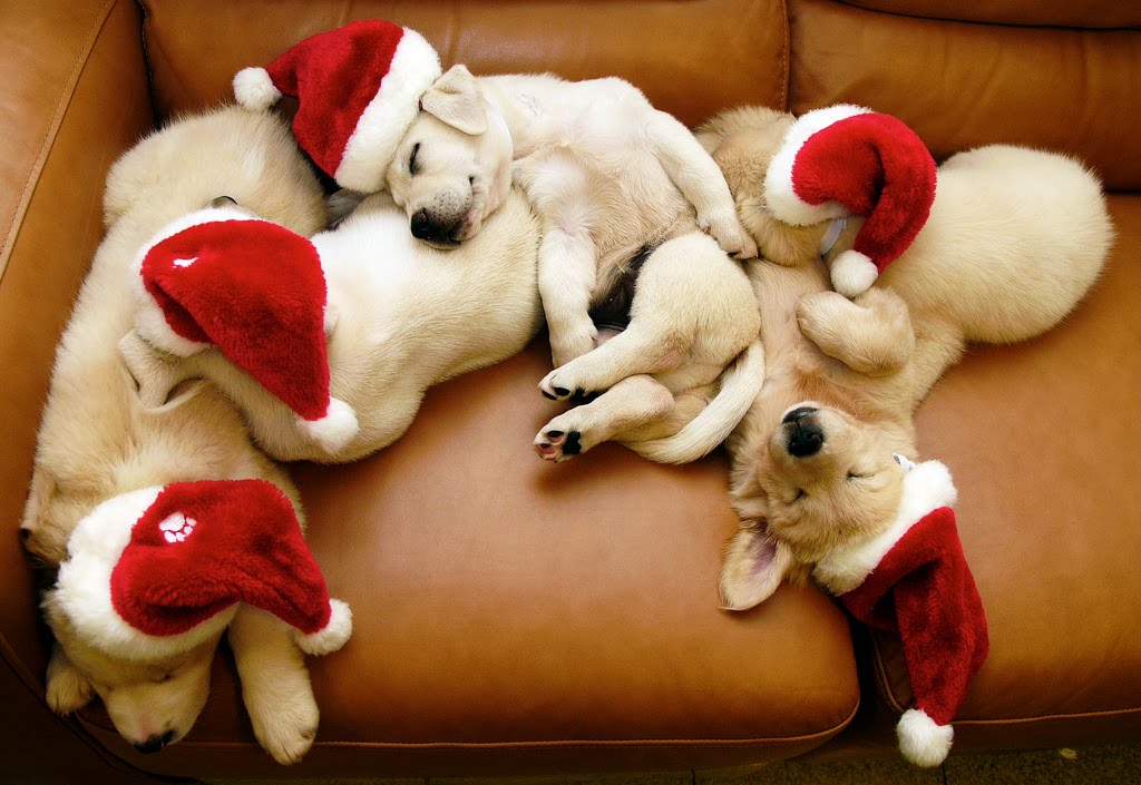 The Cat Christmas Puppies HD Wallpaper
