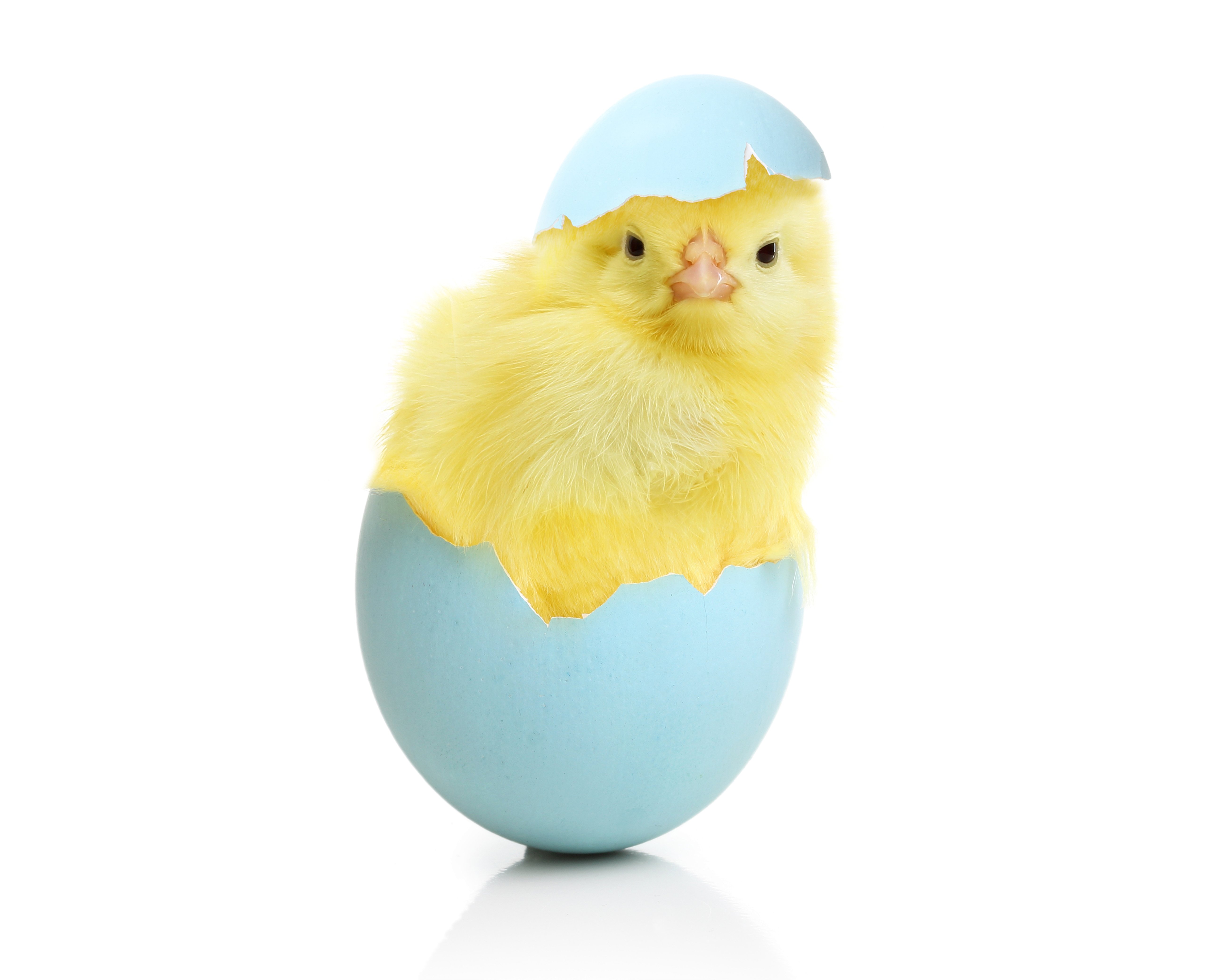 Chicken Eggs Animals egg easter chick baby wallpaper 5200x4160