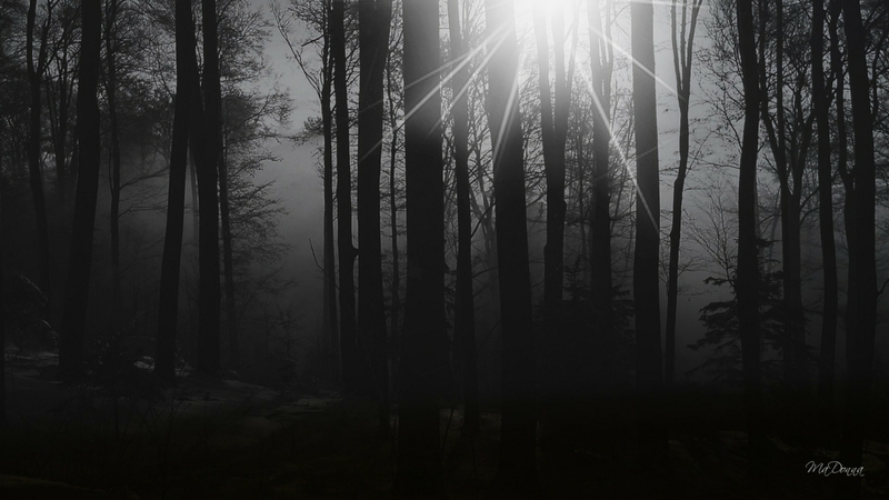Dark Forest Morning Nature Forests HD Desktop Wallpaper