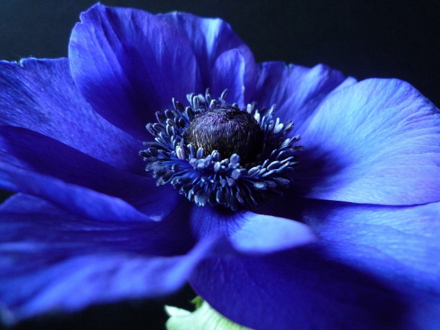Blue Anemone Wallpaper And Image Pictures Photos