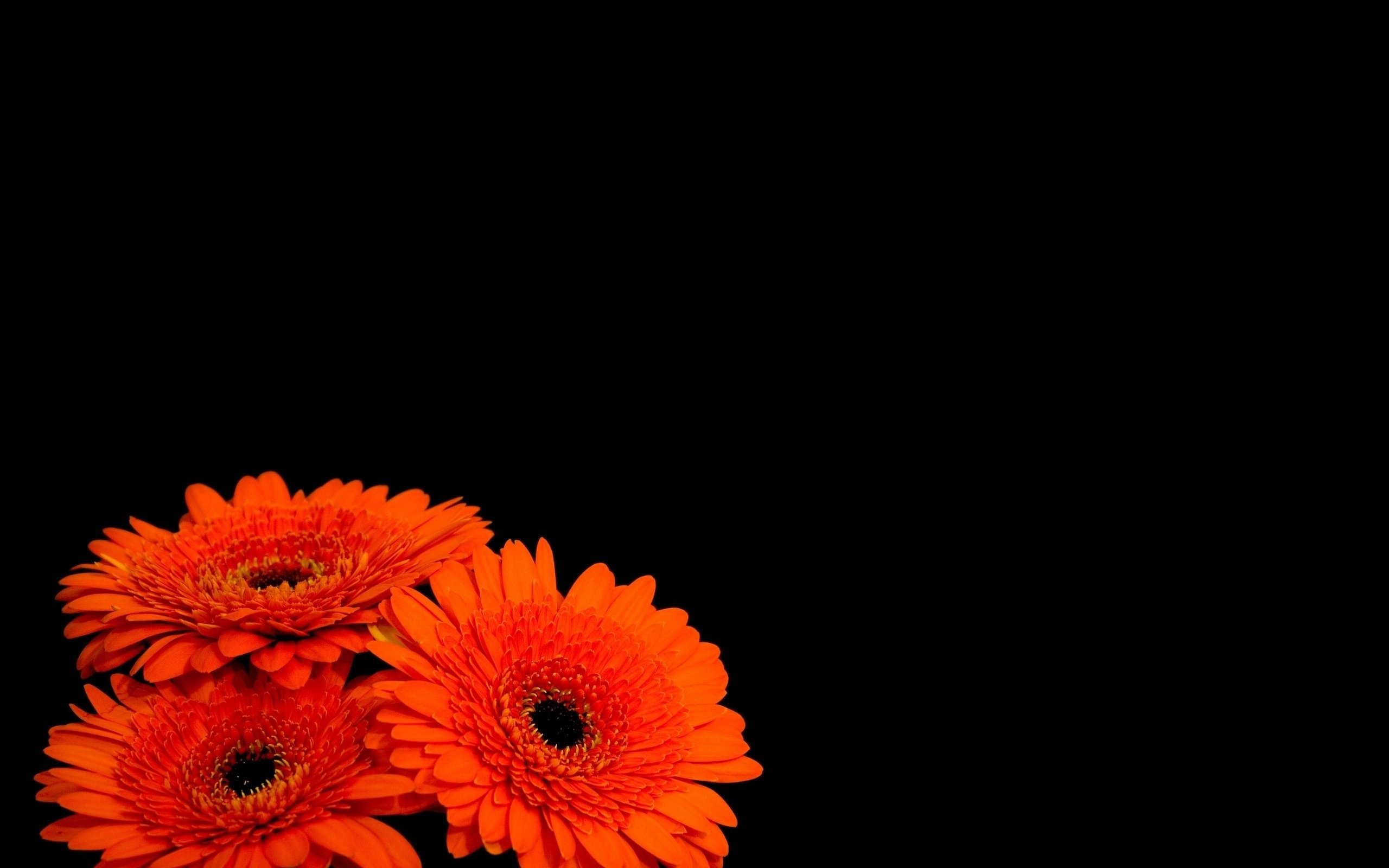 Flowers Black Background Orange
