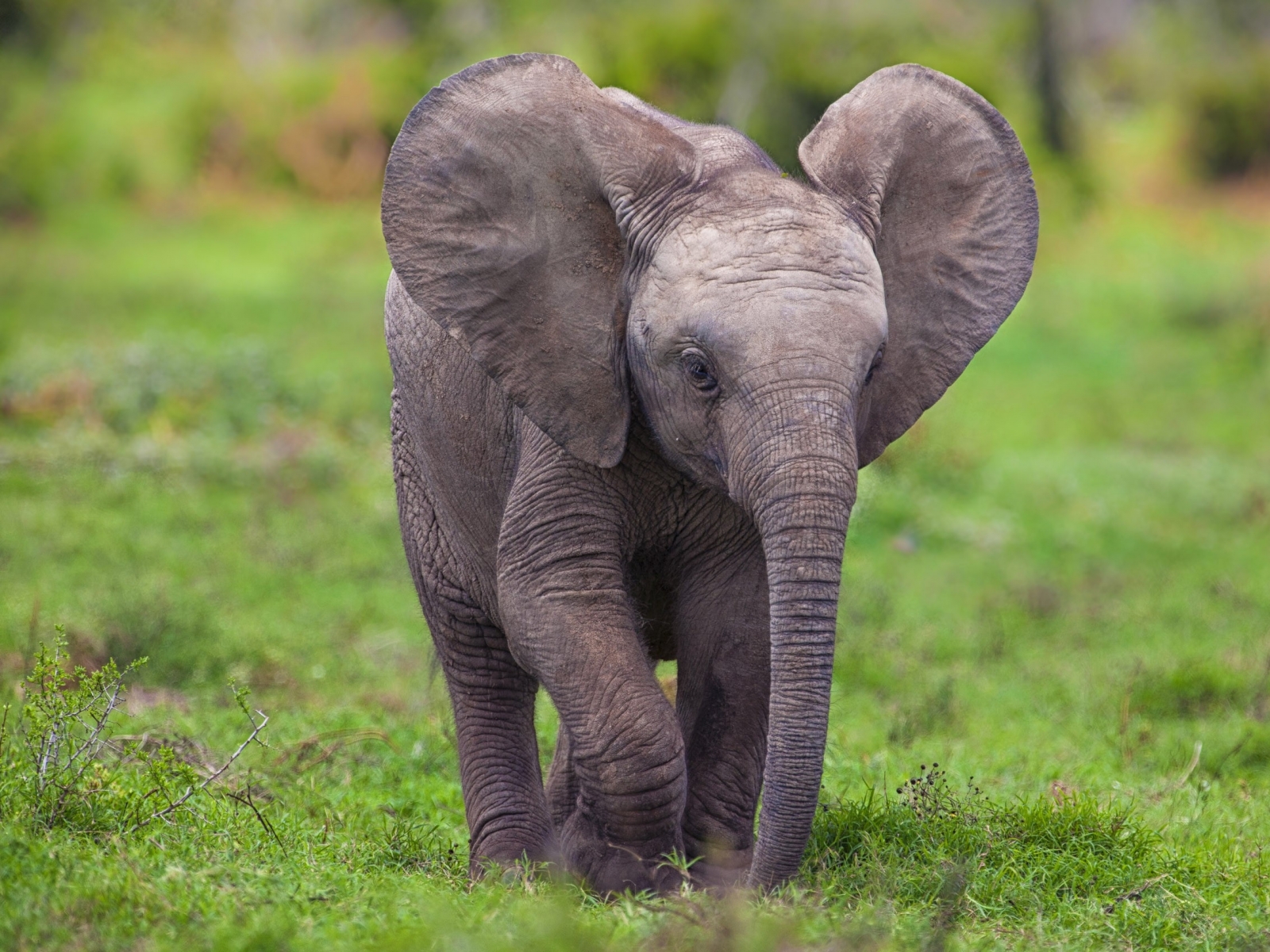 Animals Chrome Elephants Baby Elephant Safari Wallpaper