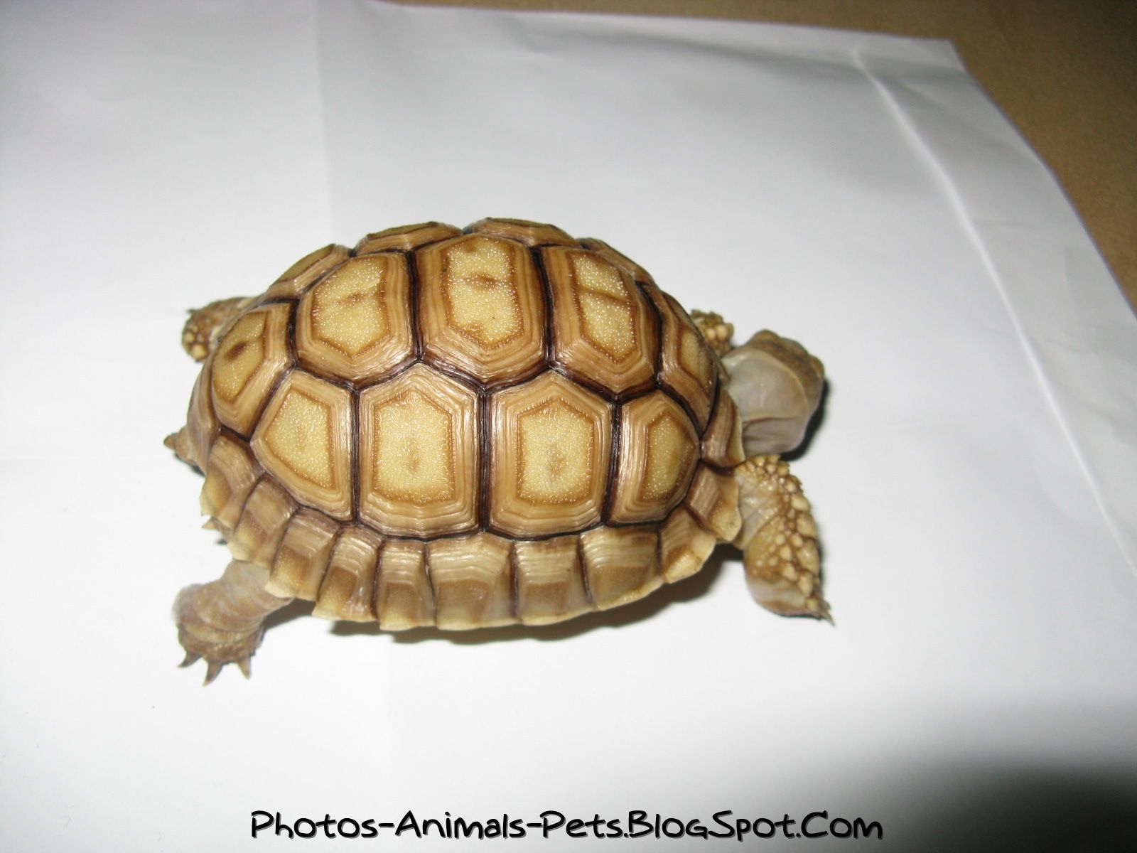 Cute Baby Turtles Pictures Photos Animals Pets Spot
