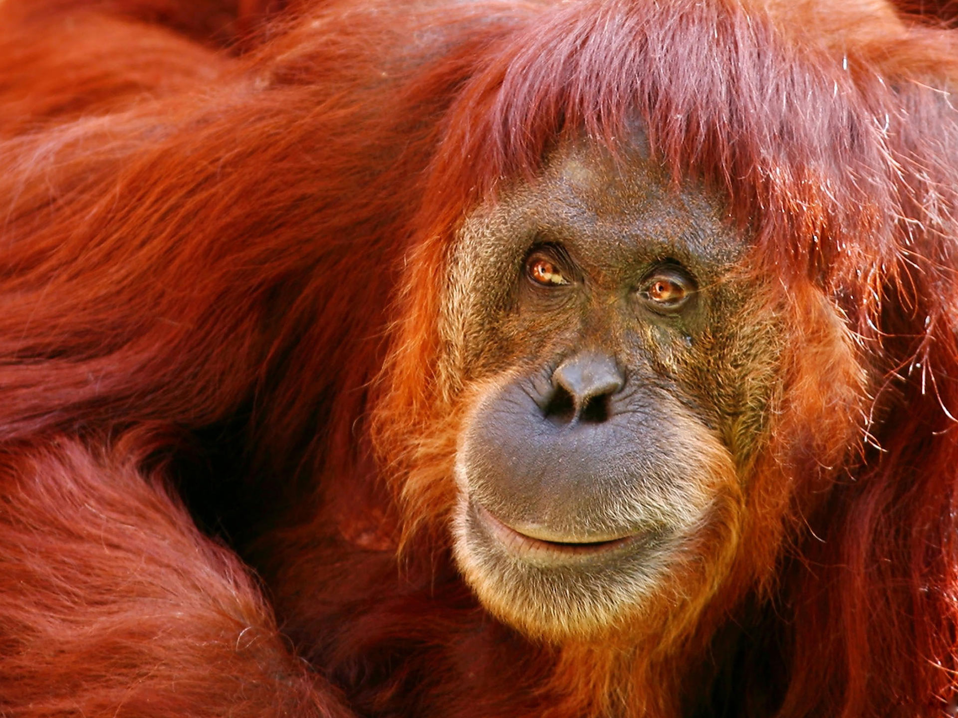 Sumatran Orangutan Wallpaper