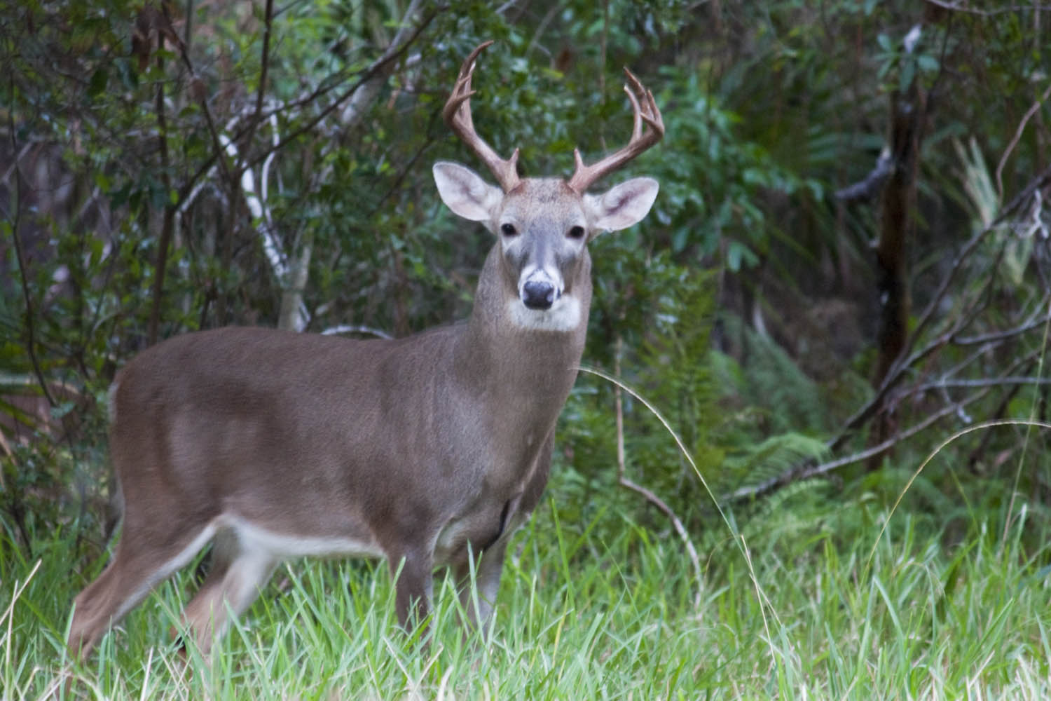 Florida White Tailed Deer