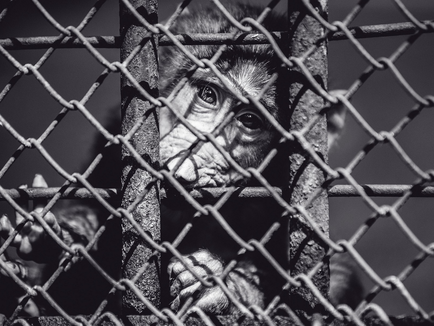 Wallpaper Monkey Cage Face Black And White