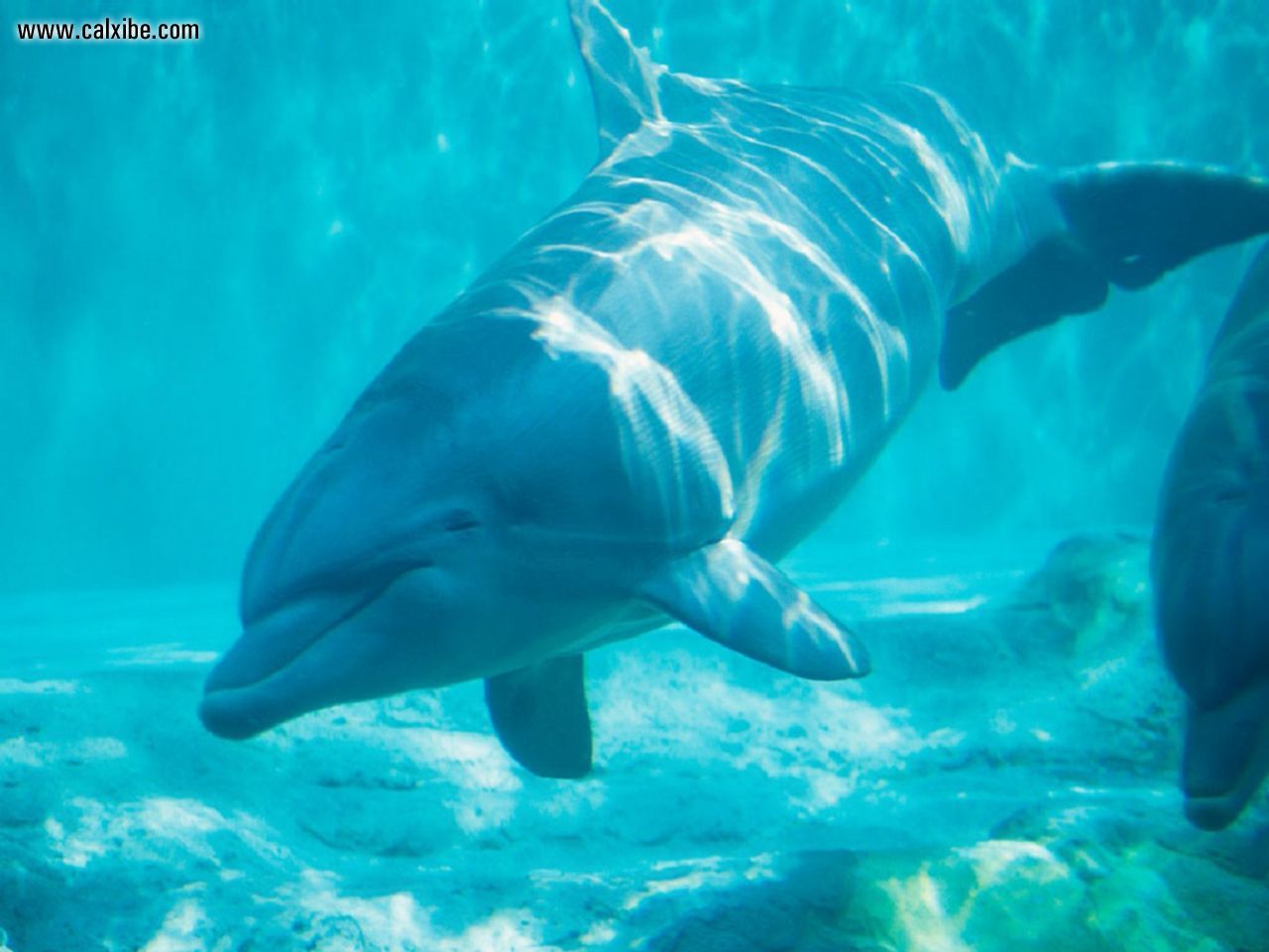 Image Of Echo The Dolphin Underwater Wallpaper Axsoris